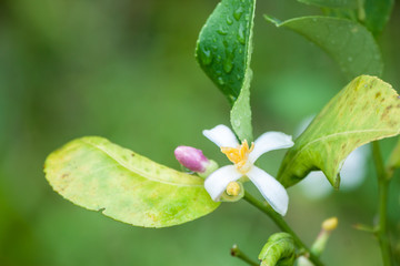 Lemon flower