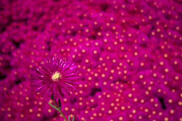 Obraz premium Pink flowers 4