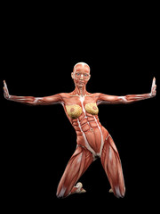 Female muscle anatomy 3D Illustration