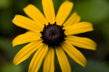 Gelber Sonnenhut - Ecchinacea - Nahaufnahme