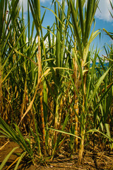 Raw sugar from juice of Sugar cane, Colombia
