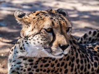 Cheetah in Otjitotongwe Ceetah Farm, Namibia