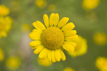 Wunderschöne gelbe Blume auf einer Wiese