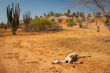 The Death in Tatacoa desert in Colombia
