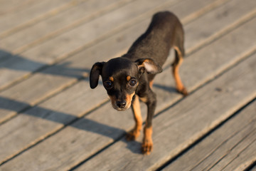 Dog miniature Pinscher puppy