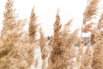 Fototapeta premium Reed in the wind