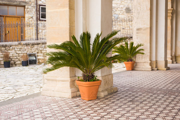 Fototapeta na wymiar Green potted plants outdoor