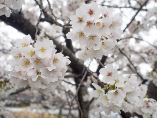 桜　滋賀