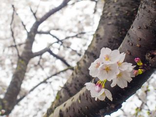桜 滋賀