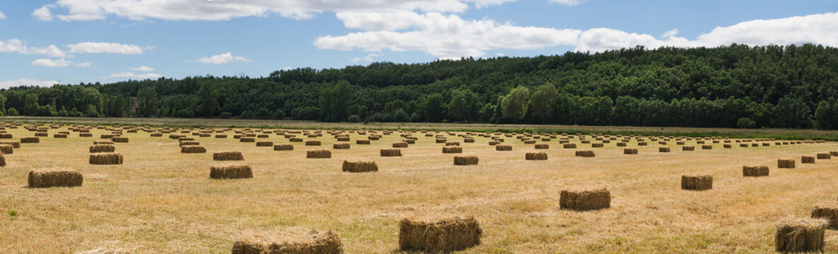 Vista panoramica de Balas o Pacas de Hierba distribuidas linealmente y monte de robles