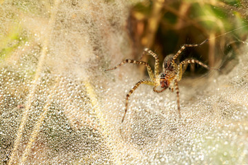 Beautiful close up spider with dew drops in a nest.