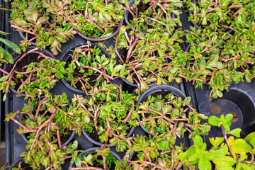 Different potted plants and seedlings near the florist shop entrance