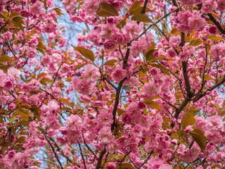 Kirschblüte