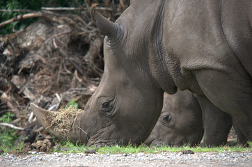Naklejka premium Breitmaul-Nashorn