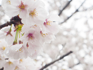 桜　滋賀