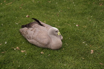 Parc des Cytises