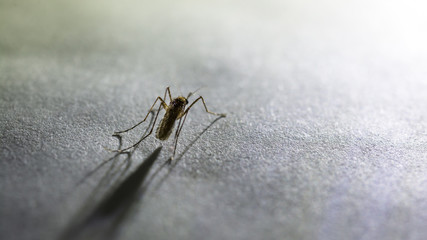 Mosquito in the dark