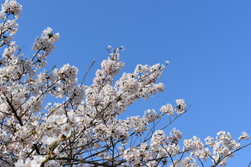 青空と桜の花