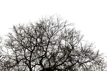 silhouette of dry tree on white background