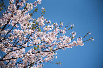 自然　公園に咲く桜