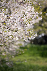 自然　公園に咲く桜