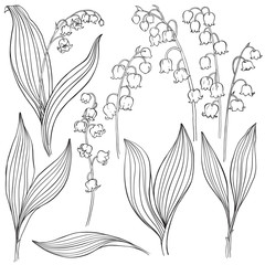 Obraz premium Lily of the valley. Vector illustration, isolated floral elements for design. Contour monochrome illustration isolated on white background.