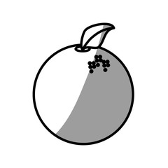 orange fruit fresh food picnic shadow vector illustration eps 10