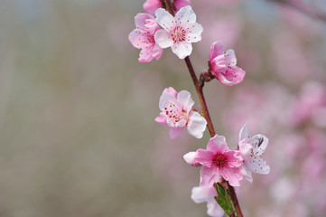 Closeup of peach blossom on blurred background of surrounding nature