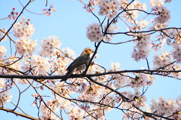 桜