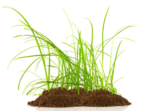 herbe sur tas de terre, fond blanc