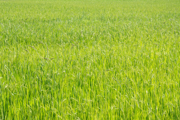 Asia rice farm background
