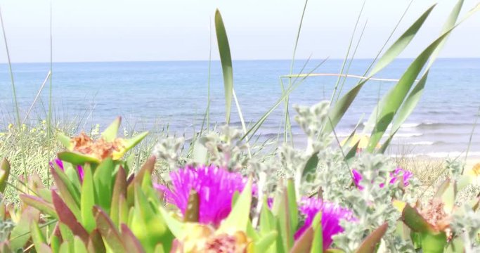 Plants sea and blue sky