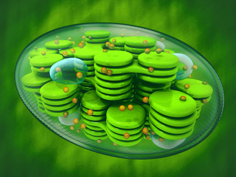 Chloroplast, plant cell organelle. 3d image. Green background