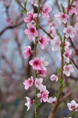 Fototapeta na wymiar Closeup of peach blossom on blurred background of surrounding nature