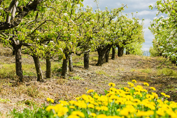 Fototapeta na wymiar Beautiful pear trees with white flowers in spring, Sussex, England, selective focus
