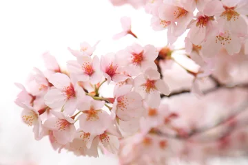 Abwaschbare Fototapete Kirschblüte Sakura im Frühling
