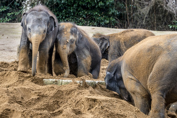 Obraz premium Elephant at the zoo
