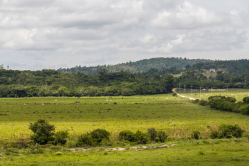 Fototapeta na wymiar Farm field with cows