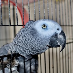 African grey parrot © adriantoday