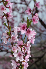 Fototapeta premium Closeup of peach blossom on blurred background of surrounding nature