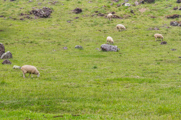 Fototapeta premium Sheep grazing in a farm