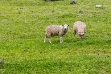Obraz na płótnie Canvas Sheep grazing in a farm