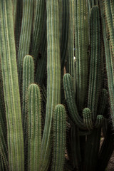 Beautiful cacti of huge sizes