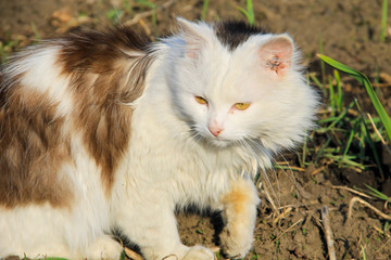 Portrait of fluffy cat
