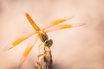 dragonfly