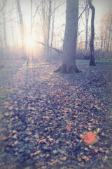 Low sun through trees in the woods