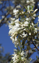 flora of Gran Canaria -  Cytisus proliferus