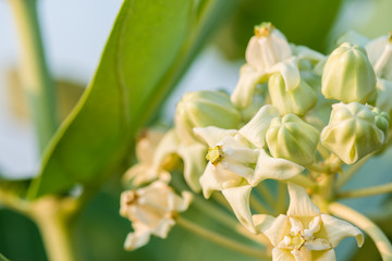 White crown flower