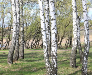 Obraz premium Trunks of birch trees in forest / birches in sunlight in spring / birch trees in bright sunshine / birch trees with white bark / beautiful landscape with white birches
