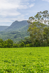 Soy plantation in Farm